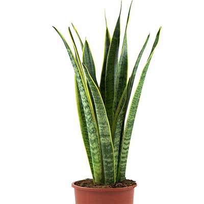 "Sansevieria Air Purifying Plant - Click here to View more details about this Product